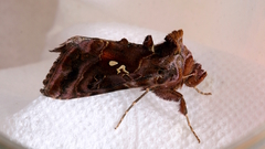 Autographa pulchrina