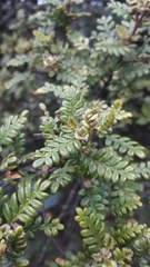 Weinmannia tomentosa