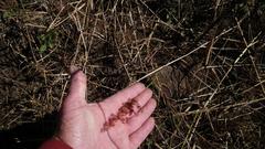 Melinis repens repens