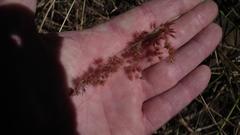 Melinis repens repens