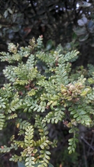 Weinmannia tomentosa