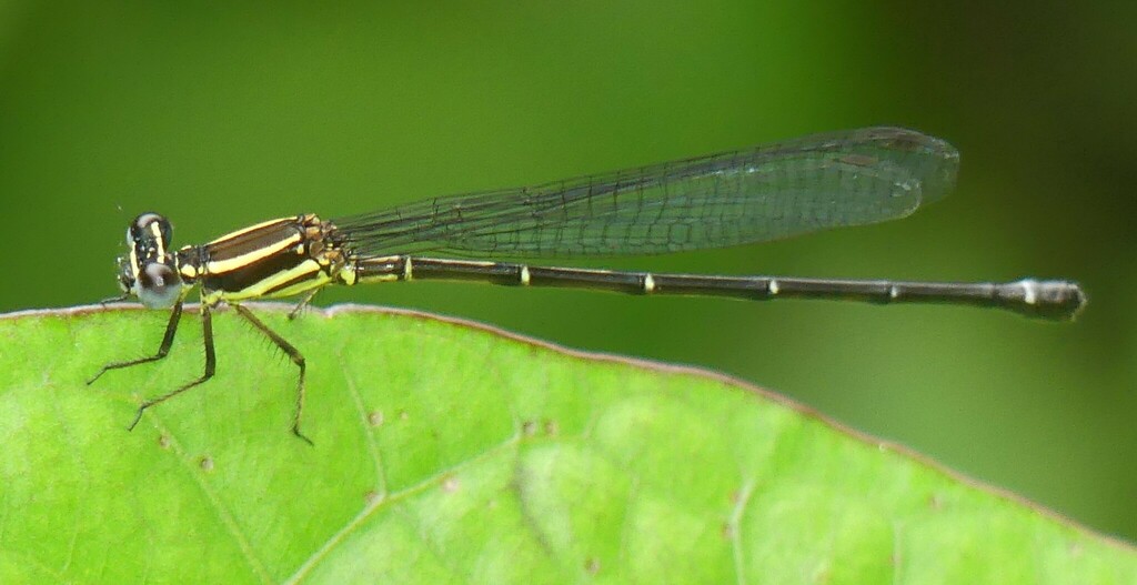 Lesser Antillean Dancer