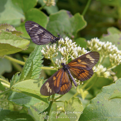 Actinote pellenea pellenea