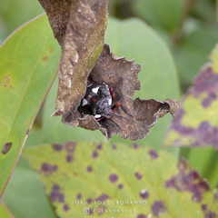 Chinavia erythrocnemis