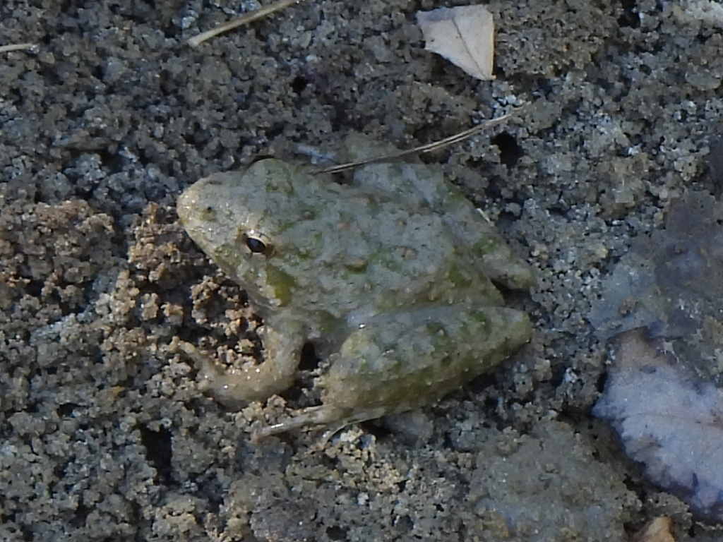 Blanchard's Cricket Frog from Frisco, TX, USA on August 16, 2023 at 03