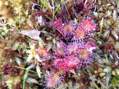 Drosera rotundifolia image
