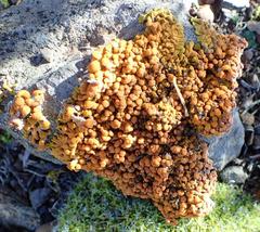 Dufourea