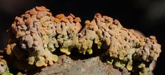 Dufourea