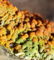 Dufourea