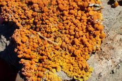 Dufourea