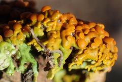 Dufourea