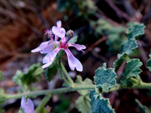 Anisodontea reflexa (Anisodontea reflexa)