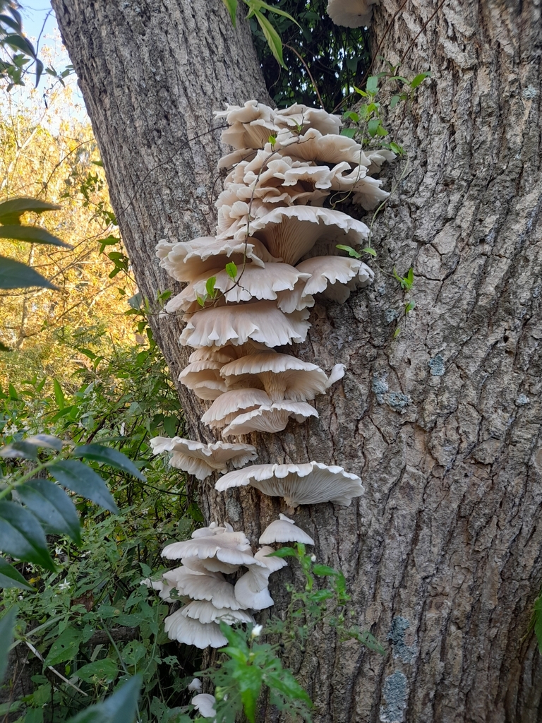 Pleurotus pulmonarius · April 2023 · photo: © rocio_pose (iNaturalist, cc-by)