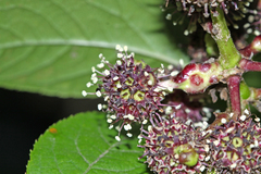 Eleutherococcus sessiliflorus