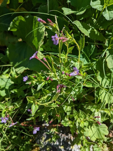 Epilobium algidum (Epilobium algidum)