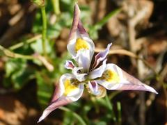 Moraea fergusoniae