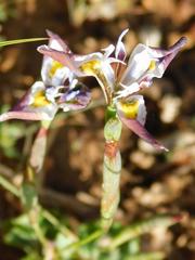 Moraea fergusoniae
