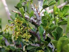 Searsia burchellii