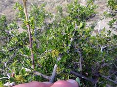 Searsia burchellii