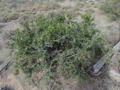 Searsia burchellii