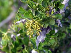 Searsia burchellii