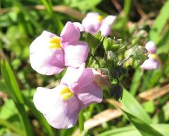Nemesia denticulata