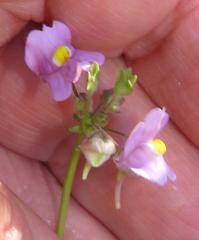 Nemesia denticulata