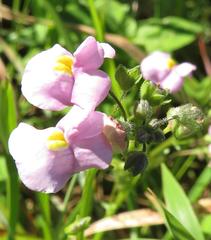 Nemesia denticulata
