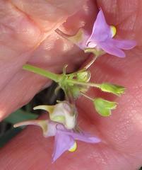 Nemesia denticulata