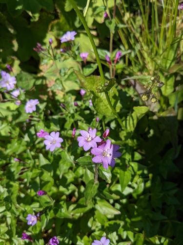 Epilobium algidum (Epilobium algidum)