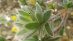 Lasiosiphon polyanthus