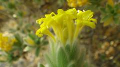 Lasiosiphon polyanthus