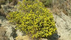 Lasiosiphon polyanthus