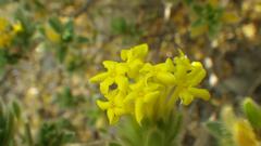 Lasiosiphon polyanthus