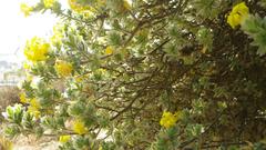 Lasiosiphon polyanthus