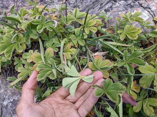 Potentilla brachypetala, photograph 6