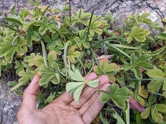 Potentilla brachypetala, photograph (c) Yuri Sofronov, some rights reserved (CC BY)
