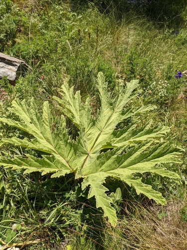 Heracleum leskovii, photograph 6