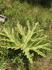 Heracleum leskovii, photograph (c) Yuri Sofronov, some rights reserved (CC BY)