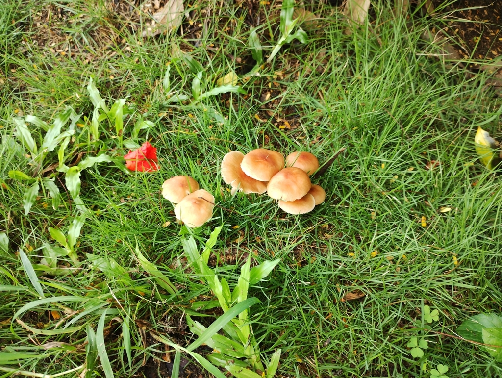 Candolleomyces candolleanus · August 2023 · photo: © chenyanjie (iNaturalist, cc-by)