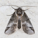 Small Baileya Moth - Photo (c) Greg Lasley, some rights reserved (CC BY-NC), uploaded by Greg Lasley