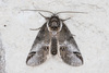Small Baileya Moth - Photo (c) Greg Lasley, some rights reserved (CC BY-NC), uploaded by Greg Lasley