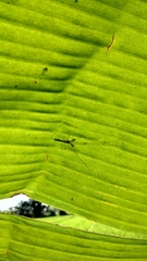 Tetragnatha hasselti