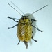 Aporocera erosa - Photo (c) Scott Gilmore, some rights reserved (CC BY-NC), uploaded by Scott Gilmore