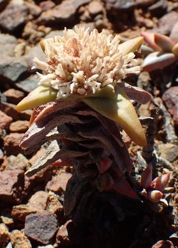 Crassula congesta