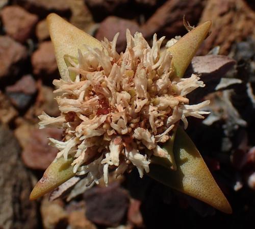 Crassula congesta