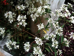 Euphorbia leucocephala