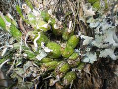 Polystachya ottoniana