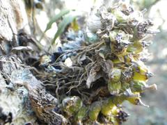 Polystachya ottoniana