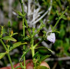 Justicia orchioides glabrata